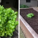 Lavender Care in April: 6 Steps for Strong Growth and Fragrance