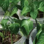 Most People Don’t Realize Rosemary Can Fix These 17 Daily Complaints