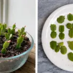 My oak tree seems to be leaking white bubbly foam from a crack in the trunk. It smells kind of like fermentation or beer and is running down the bark. Is my tree infected? What is this thing?