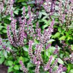 25 Perennials That Come Back Every Year