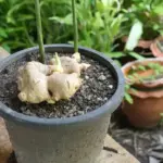 10 Plants That Benefit From Wood Ash (When It Works Best)