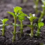 Don’t Toss That Tea Bag – Tuck It in a Pot Instead (Here’s Why)