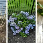 12 Perennials You Should NOT Cut Back in March