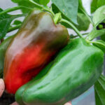 7 Silent Ailments That Appear a Year Before De.ath