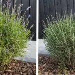 10 Plants That Benefit From Wood Ash (When It Works Best)