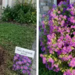 Plant Rosemary Along Your Walkway – Here’s Why It Makes Sense