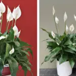 15 Wildflowers to Start in March for a Pollinator-Friendly Garden