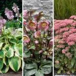 15 Plants That Bloom All Summer Long