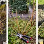 8 Hydrangea Care Tasks Most Gardeners Forget Before Spring