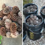 15 Surprising Uses for Pine Cones Every Gardener Should Know