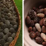 Here’s Why You Need to Add Pinecones to the Bottom of Your Planter