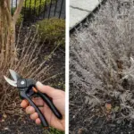 7 Reasons Why You Shouldn’t Kill Purslane in Your Garden