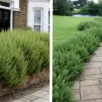 The Egg Carton Method: The Fastest, Easiest Way to Plant Bulbs Perfectly