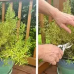 11 Flowers That Love Coffee Grounds – Boost Blooms Naturally!