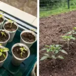 The No-Dig Trick That Turns a Lawn Into a Wildflower Meadow