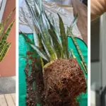 Banana Peel Flour: The Potassium “Power-Up” That Helps Roses Bloom All Summer