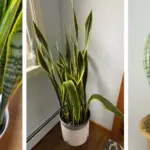 10 Vegetables to Plant Before April for a Big Summer Harvest