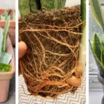 One Wheel, 12 Herbs: A Compact Garden Idea That Actually Works