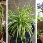 18 Perennial Veggies You Can Plant Once and Harvest For Years