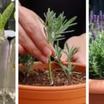 What Aloe Vera Does In Your Body: Why Egyptians Called It The Plant Of Immortality