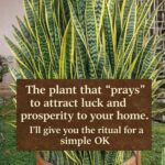 Tamarind: The Tropical Fruit That Heals Inside and Out