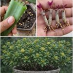 Ginger and Cloves: Powerful Health Benefits, Uses, and How to Make a Healing Infusion