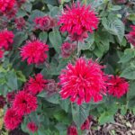 Scored a box of glassware at an estate sale and this spiked glass lump was inside. It’s super heavy and the points are actually sharp. Is it a paperweight? What is this thing?