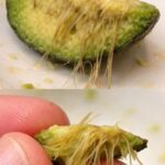 Doctors reveal that eating chayote causes ….