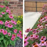 15 Shrubs that Bloom All Year