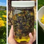 One Ladybug Can Devour 5,000 Aphids in Its Lifetime: Plant These 8 Flowers to Keep Them Nearby!