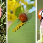 Don’t Discard Dandelion Flowers: 10 Clever Uses You Should Try