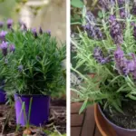 How to make a jade tree bloom and perfume your whole house