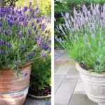 Got A Rosemary Bush? Here’re 20 Brilliant & Unusual Ways To Use All That Rosemary