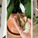 Discover the meaning of this particular mark on the ear.