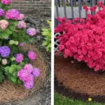 15 Shrubs that Bloom All Year