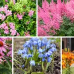 20 Easy Plants That you Almost Never Have to Water!