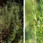 Why You Should Put a Lavender Plant in Your Entryway