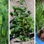 Save the Bumble Bees: Plant These Flowers in Your Spring Garden