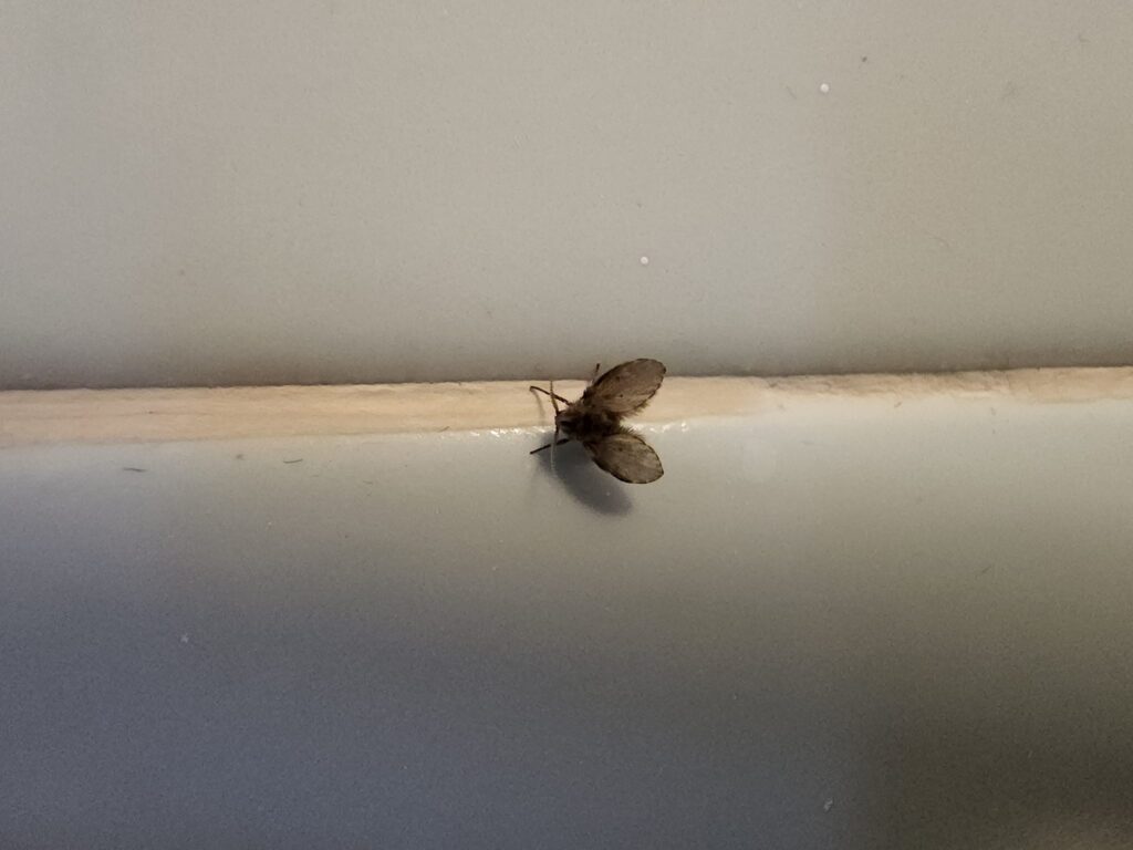 The bathroom fly that appears in many homes and what could indicate its ...