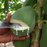 Rice Water and Clove Toner Tightens Pores, Fades Dark Spots, and Firms Skin
