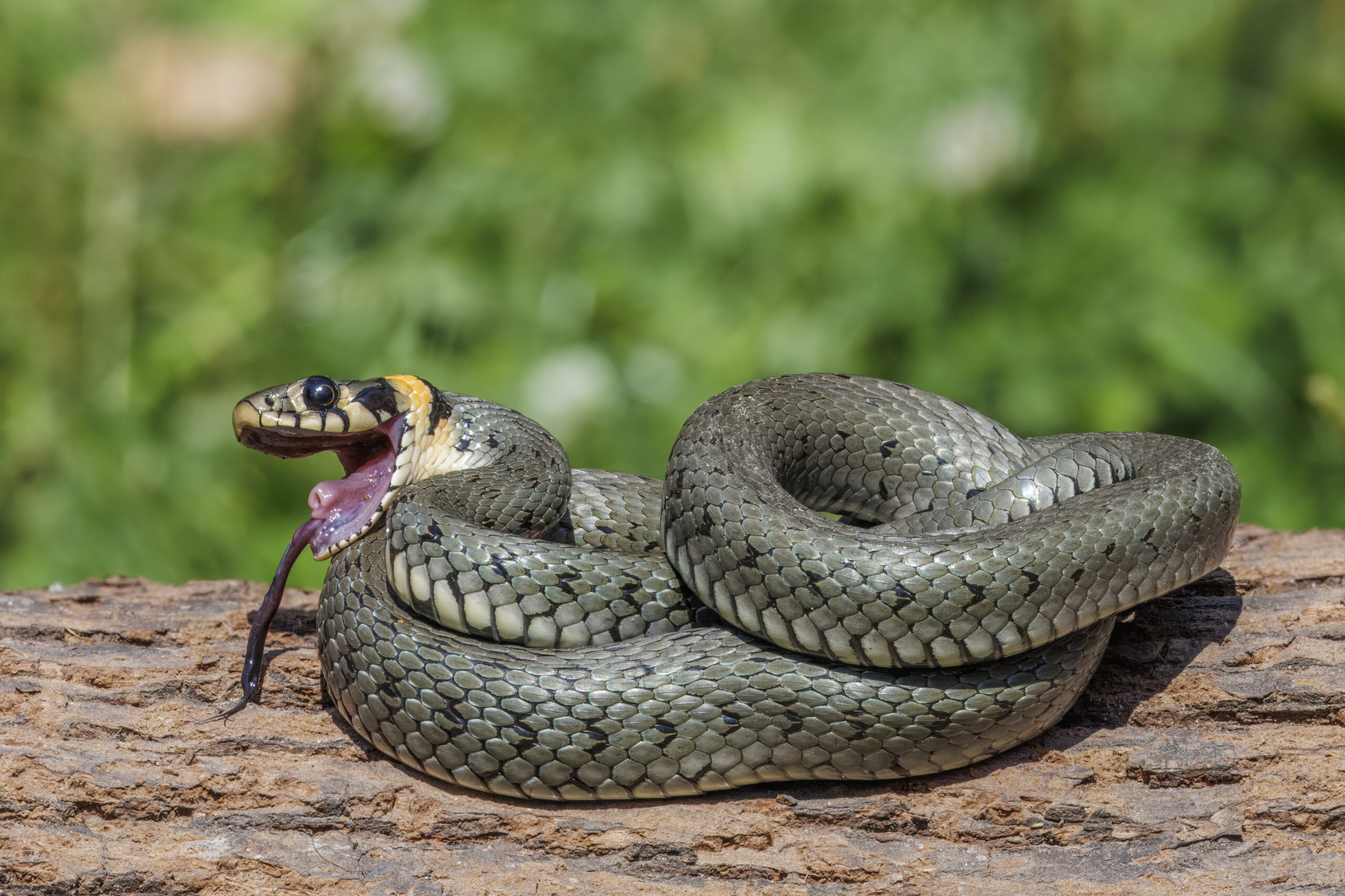 Grass snake - Wikipedia