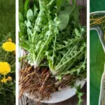 Aloe Vera and Cinnamon: A Natural Combination That May Support Health and Wellness