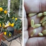 14 Herbs & Plants That Repel All Types Of Insects