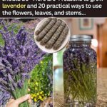 Deadheading Hydrangeas: The Mistake That Could Cost You Next Year’s Blooms