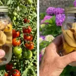 This is Why You Should Put Irish Spring Soap in Your Garden!
