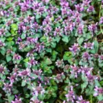 This Little Weed Is One of the Most Useful Medicines on the Planet (And Probably Growing in Your Yard)