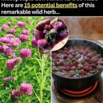 Plant These Just Once – Harvest for Years To Come