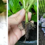 15 Vegetables You Can Still Plant at the End of July