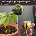 15 Plants That Love Being Planted in August