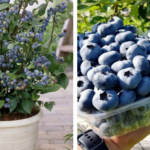 15 Unusual Ways To Use Rosemary That Goes Way Beyond Cooking (How to Grow it)